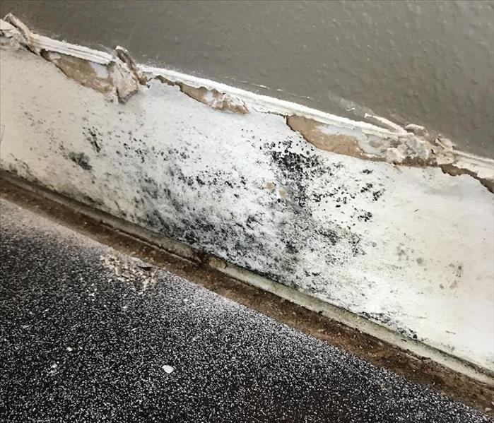 mold behind base board
